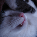 catnamedfroggie avatar