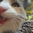 catnip-cardigan avatar