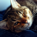 catnipcrazies avatar