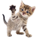 catnipsmoothie avatar