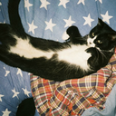 catobjectifier avatar