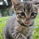 catownerproblems avatar