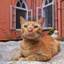 catphotographr avatar