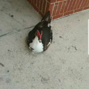 catreadmymind avatar