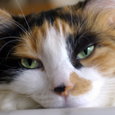 cats--cats avatar