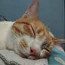 cats-267-blog avatar