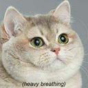 cats-2k16 avatar