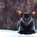 cats-and-blossoms avatar