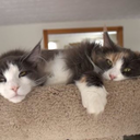 cats-and-cars avatar