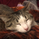 cats-and-catnaps avatar