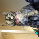 cats-and-nerd-stuff avatar