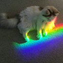 cats-and-pets avatar