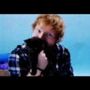 cats-and-sheeran avatar