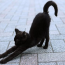 cats-and-whisky avatar