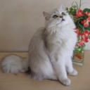 cats-are-cool avatar