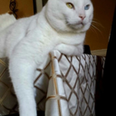 cats-are-true-love avatar