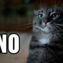 cats-beingdicks avatar