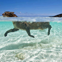 cats-can-swim avatar
