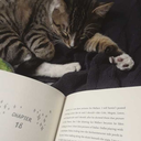 cats-candles-andbooks avatar