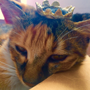 cats-catastrophe avatar