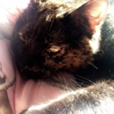 cats-cats-i-love-cats avatar