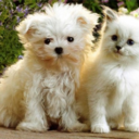 cats-dogs avatar