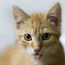 cats-doing-the-tongue-thing avatar