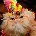 cats-in-costume-blog avatar