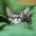 cats-in-sweaters avatar