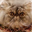 cats-in-the-sky avatar