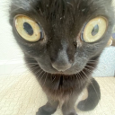 cats-love-trinkets avatar