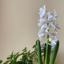 cats-metaphors avatar