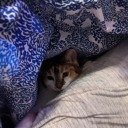 cats-moss-gays avatar