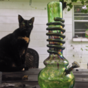 cats-n-bongs avatar