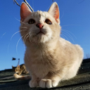 cats-n-crystals avatar