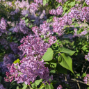 cats-onthemoon avatar