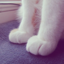 cats-paws avatar