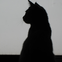 cats-plus-quotes avatar