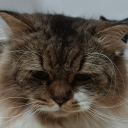 cats-random-shenanigans avatar