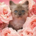 cats-roseyflower avatar