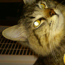 cats-rule-everything-around-blog avatar