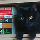 cats-sleep-and-books avatar