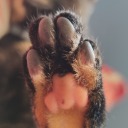 cats-summoned-my-dead-friend avatar