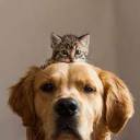 cats-today-blog avatar