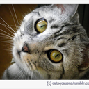 cats4causes-blog avatar