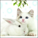 catsandbunnies-blog avatar