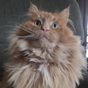 catsandcryptids avatar