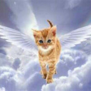 catsareangelsonearth avatar