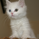 catsaregods-blog avatar