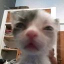 catsaremyfavoriteanimal avatar